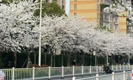 二般手作附近的樱花道